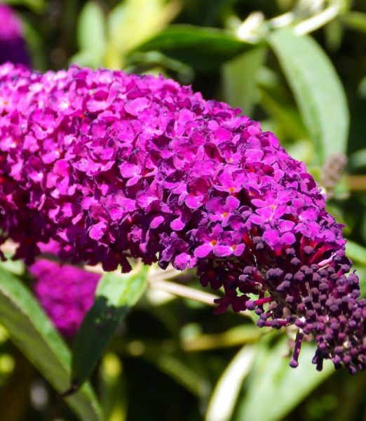 Buddleja davidii 'Royal Red'